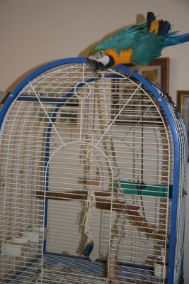 חדש לזאזו 007.jpg