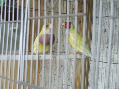 הזוג למכירה