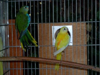 תורכיזנים 8.07.JPG