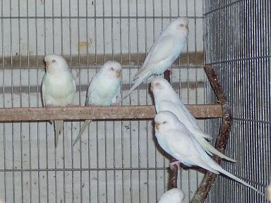 תוכונים לבני 8.07.JPG