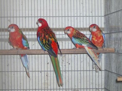 רוזלות 8.07.JPG