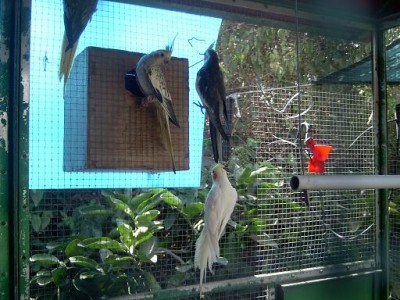 קוקוטלים 8.07.JPG