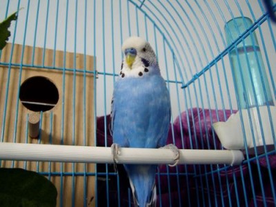 פיטו - התוכון שהיה לי