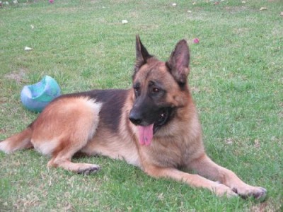 בומר - הכלב המקסים שלי (שדווקא לא ממש מחבב את התוכים) P: