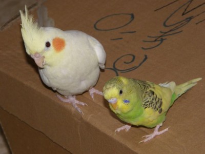 התוכונית שאיננה כבר :( והקוקטיילית החמודה שלי :)