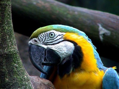 Blue and yellow macaw1.jpg