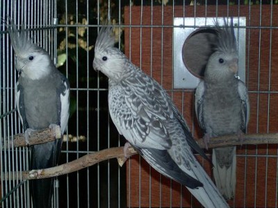 ואיט פייס 8.07.JPG