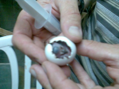 בקיעה ראשונה של ג'אקו