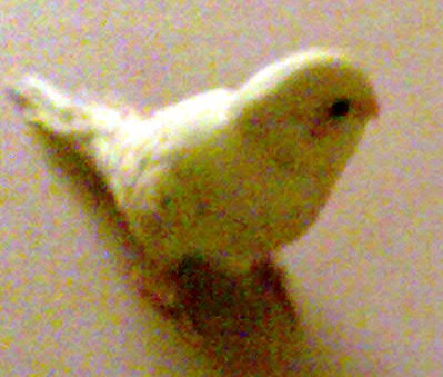 הגוזל תוכון שלי<br />(מצטער על האיכות זה מפלאפון)