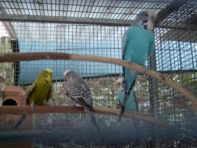 אנגלים 8.07.JPG