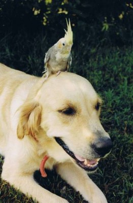 תמונה מדהימה שלא הספיקה להכנס לתחרות - נא תגובתכם<br />קוקו ומשהו