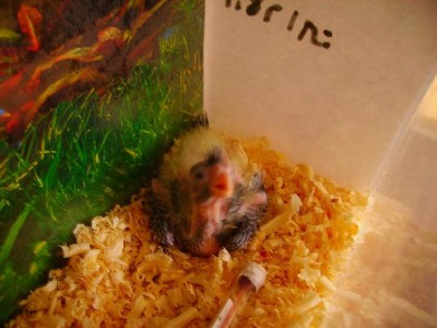 גוזל קוקטייל פייד