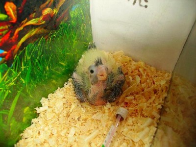 גוזל קוקטייל פייד