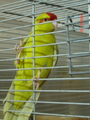 פאלו