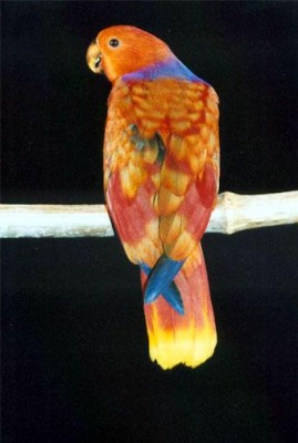 של אקלקטוס.jpg