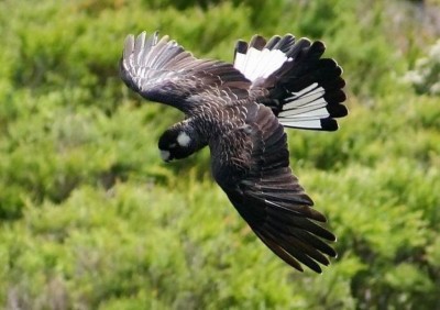 שחור לבן זנב.JPG