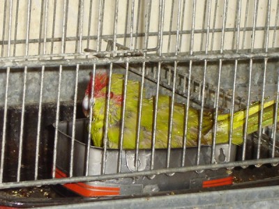 קאקאריקי באמבטיה.jpg