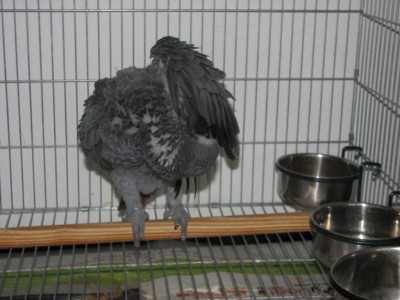 מתחת לכנף.jpg