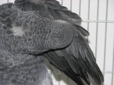 כאן צריך לנקות.jpg