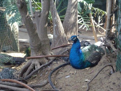 טווס יפייפה