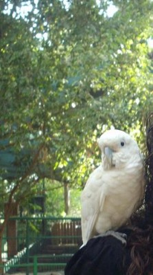 הקאקדו על הכתף שלי