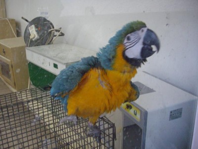 הארה בגוזליה