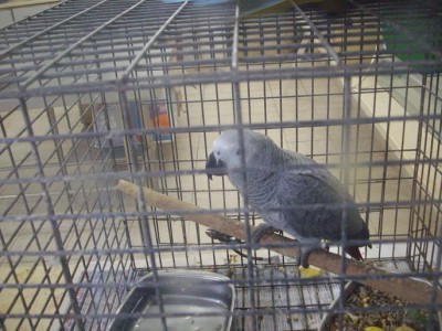 הג'אקו בגוזליה