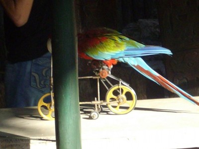 בר (הארה) רוכב על אופניים