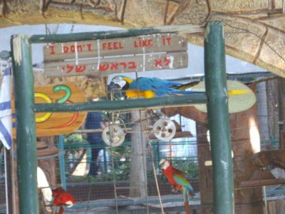 רוכב על אופניים על חוט