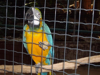 בלו אנד גולד