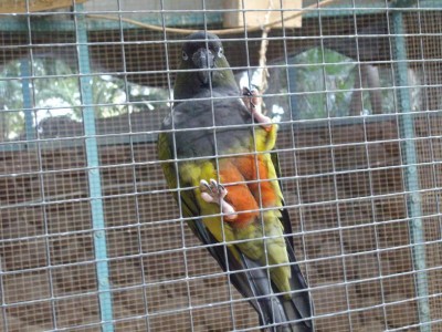 קוניור פטגוניה