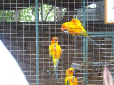 קוניורי שמש