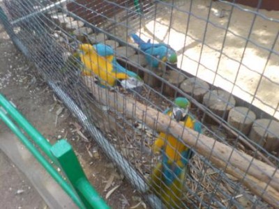 נתחיל עם ארות