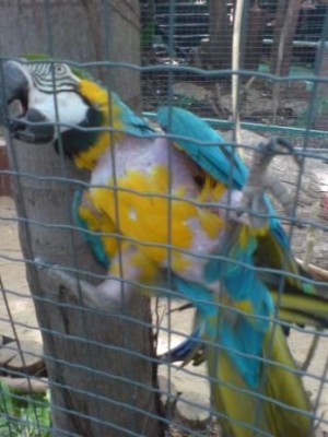 תגידו הוא מרוט או סתם לא הגיע לניצוי מלא??