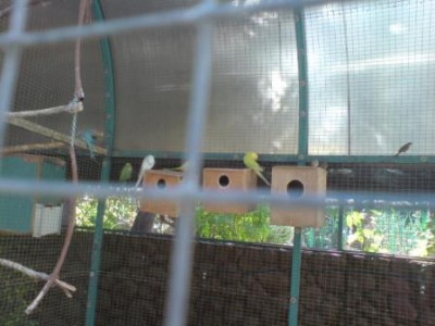 לא יודע עם רואים אבל דררות בצבעים