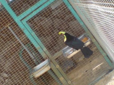 טוקן חום גרון