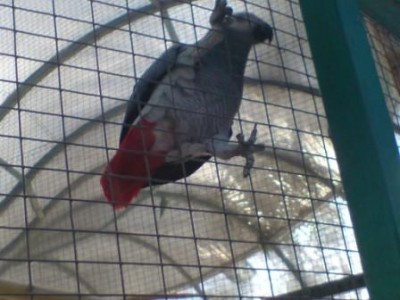 ג'אקו הפוך lol