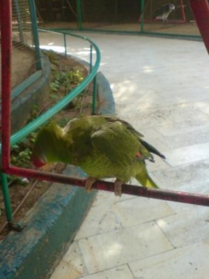 אמזונה מעובתת חחח סתם סובבה את הראש חח