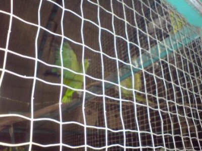 אמזונה פוזת כנפיים