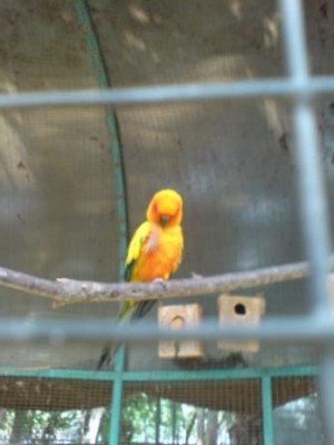 דוגמן צבעוני