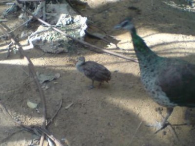 אמא טווסה וגוזל