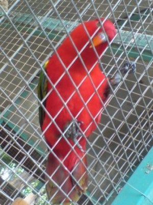 נראה לי מזה חם שם (תראו איך הוא אדום)