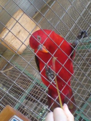 פוזה של דוגמן על