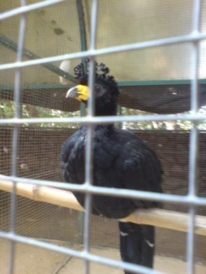 קבלו את אלביס