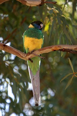 לינקולן פאראקיט.JPG