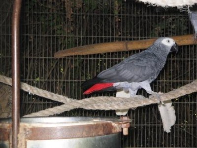 ג'אקו בספארי