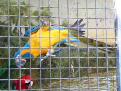 תמונה אחרונה מהספארי