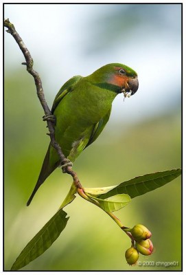 טייל פאראקיט.JPG