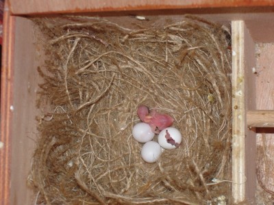 בקיעה של גולדנים