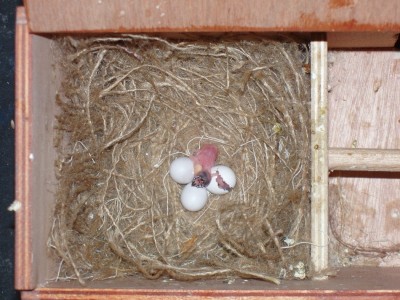 בקיעה של גולדנים